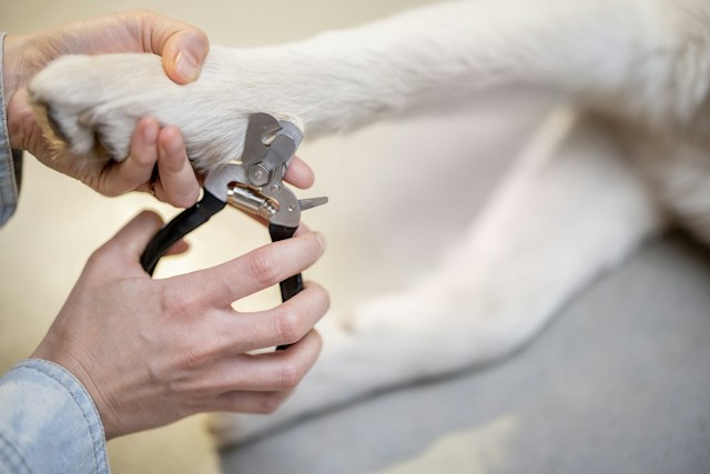 Dog having claws clipped by groomer