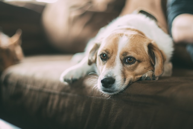 Dog lying on sofa