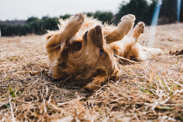 Dog playing in straw